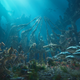 You know the Sharks vs. the Jets, but what about the Sharks vs. the Sea Lions?